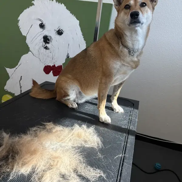 Dog ready for pickup after grooming